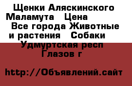 Щенки Аляскинского Маламута › Цена ­ 10 000 - Все города Животные и растения » Собаки   . Удмуртская респ.,Глазов г.